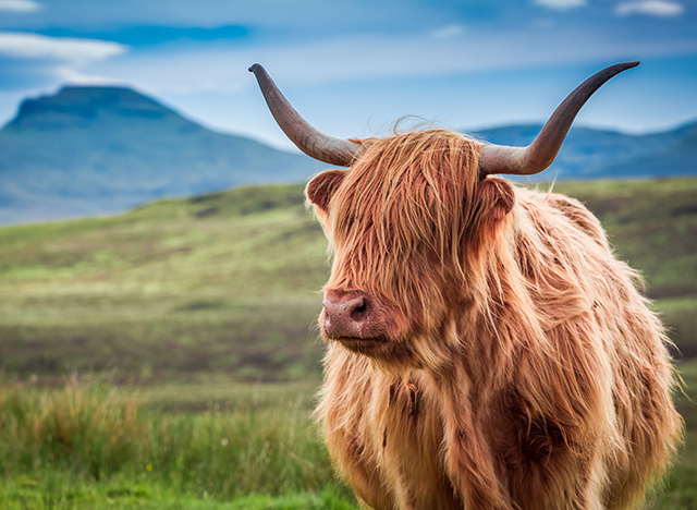 Vache dans les Highland d'Ecosse
