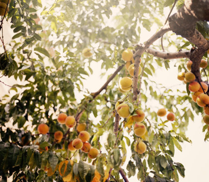 Arbre fruitier en Toscane