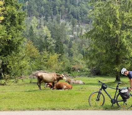 vaches slovènes @greenup