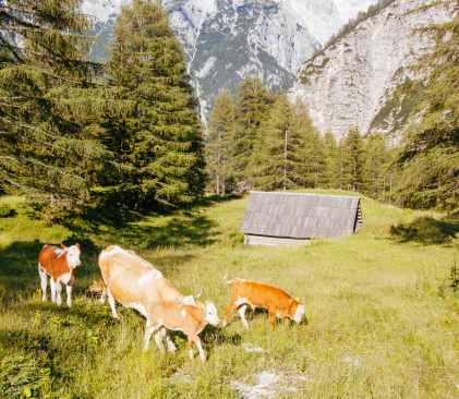vache slovène - Chris Putnam
