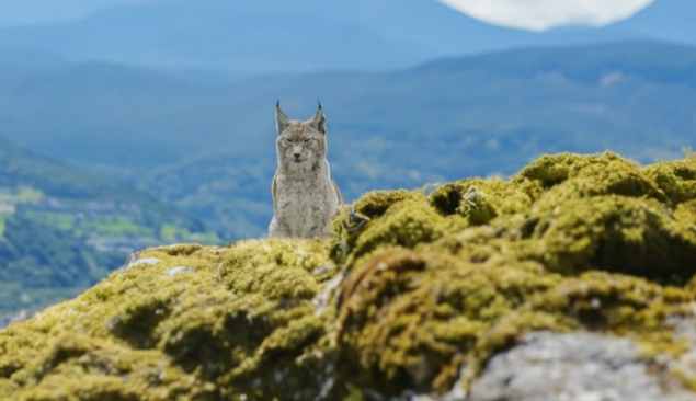 Lynx, Nomade Unspash