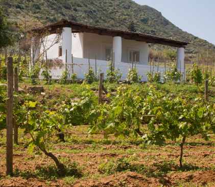 Vignes Malvasia, Salina, Italie