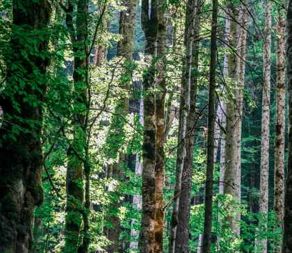 foret jurassienne,  volganne de Getty Images