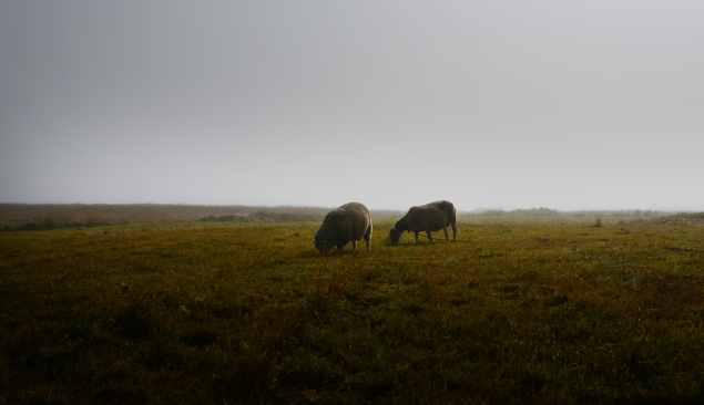 Moutons Ouessant