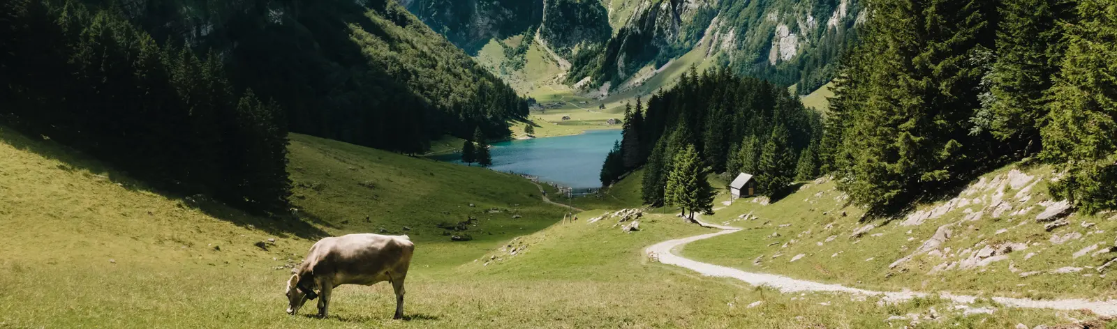 Daniel Sessler Unsplash Randonnées en Suisse