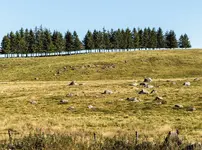 Adobstock crobard Randonnées en Aubrac