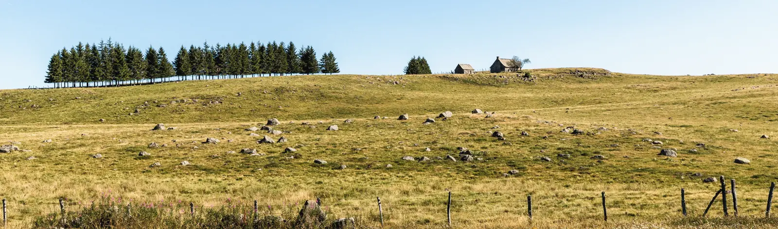 Adobstock crobard Randonnées en Aubrac