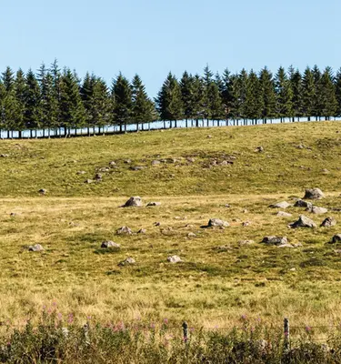 Adobstock crobard Randonnées en Aubrac