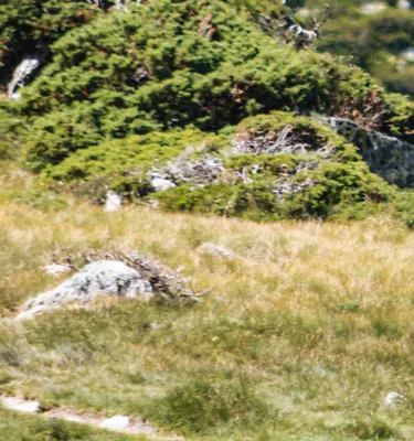 Randonnées dans les Pyrénées Orientales