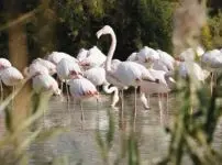Randonnées en Camargue