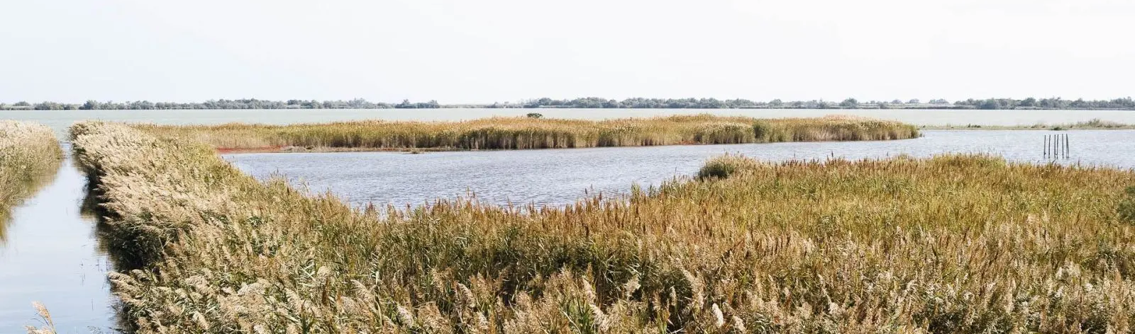 AdobeStock D.Surkov Randonnées en Camargue