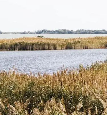 AdobeStock D.Surkov Randonnées en Camargue