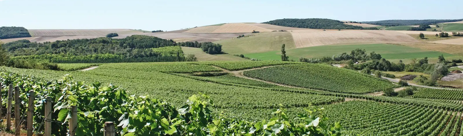 Adobestockhelenedevun Randonnées en Bourgogne et en Champagne