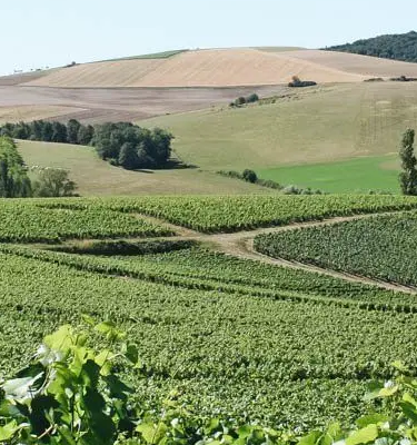 Adobestockhelenedevun Randonnées en Bourgogne et en Champagne