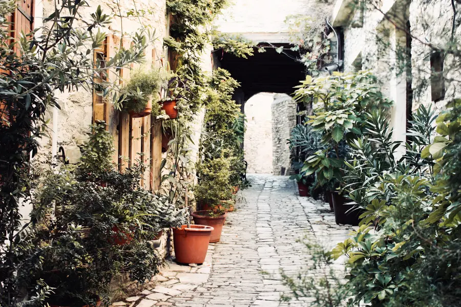 Ruelle de Chypre