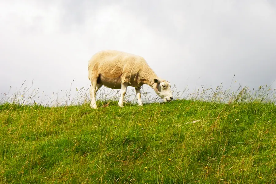 Rencontre sur le chemin