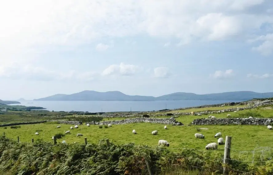 Moutons dans l'Ouest irlandais