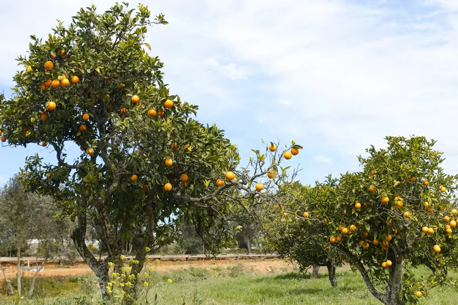 Arbre fruitier en Algarve