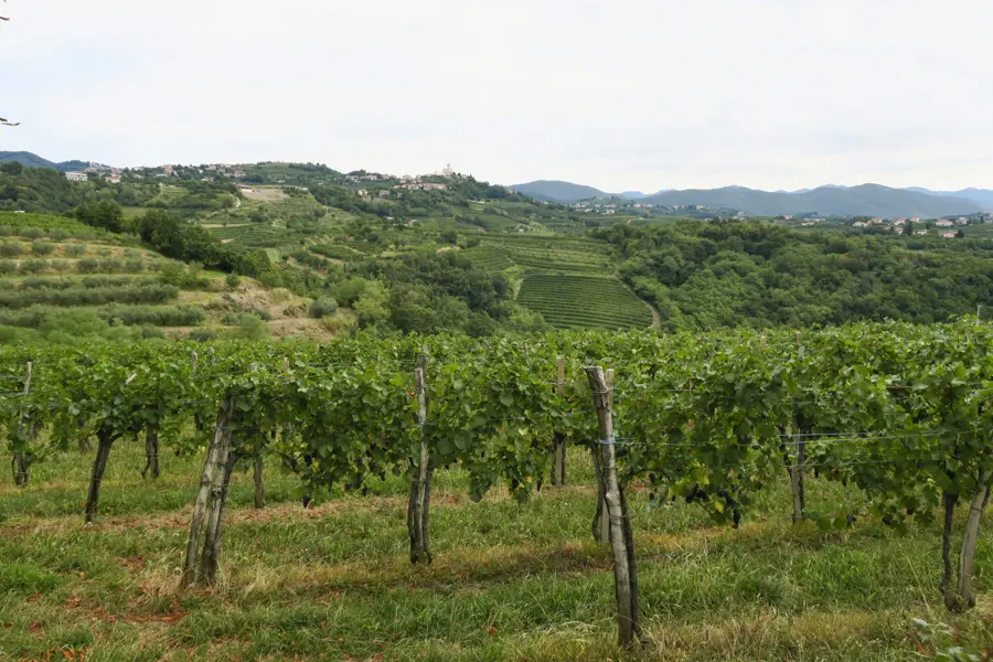 Région viticole de Brda