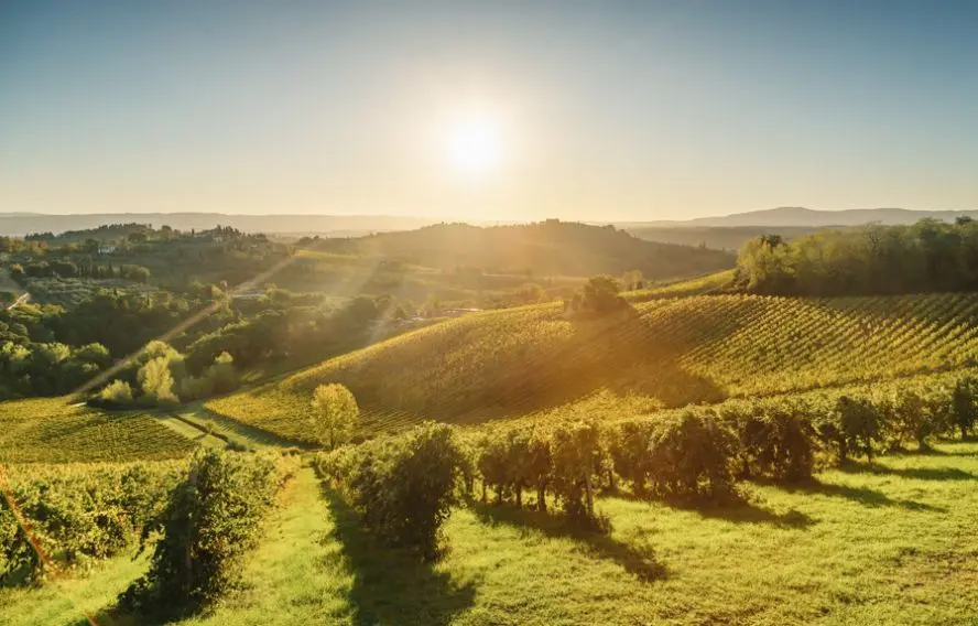 Les vignes autour de San Gimignano
