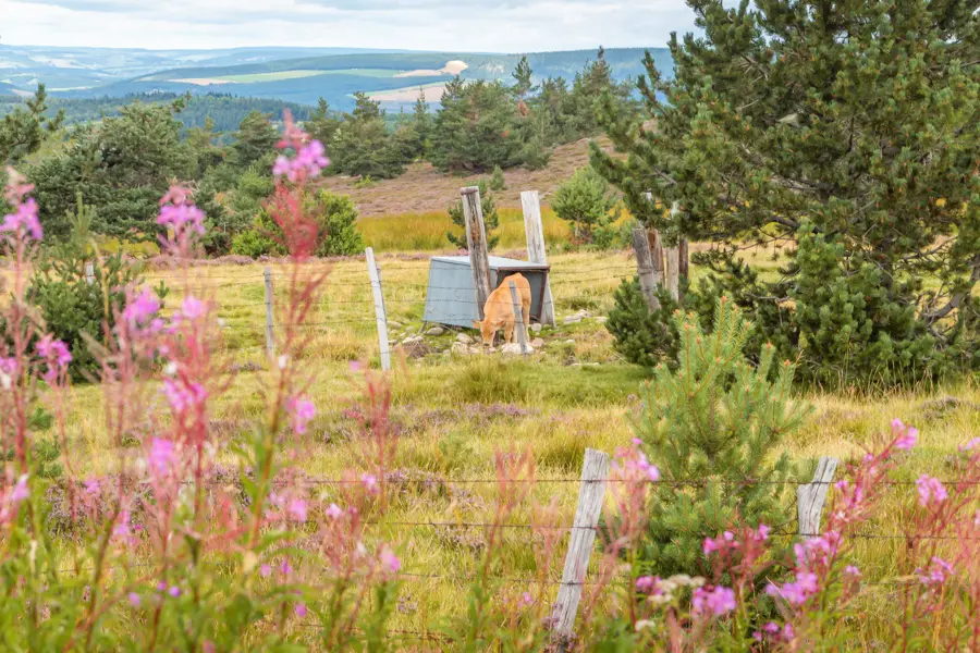 Paysage des Cévennes