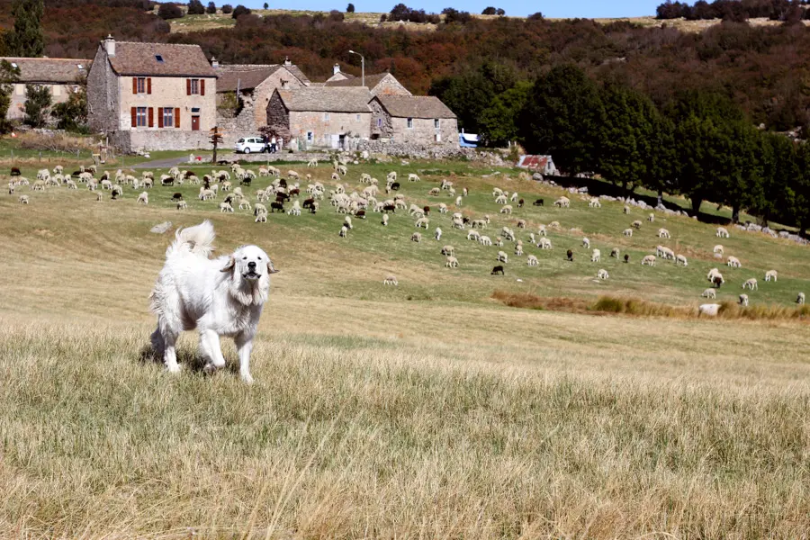Pâturage dans les Cévennes