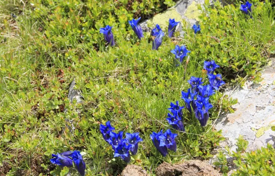 Gentiane de Koch, flore typique de la région