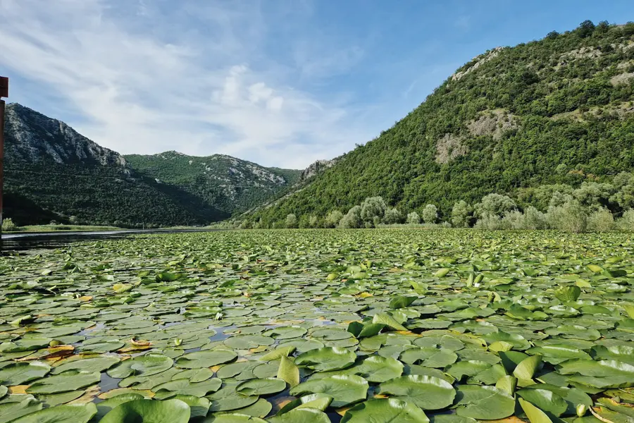 Lac de Skadar