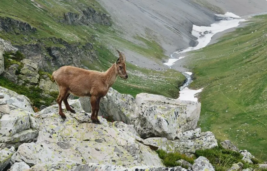 V. Lasne