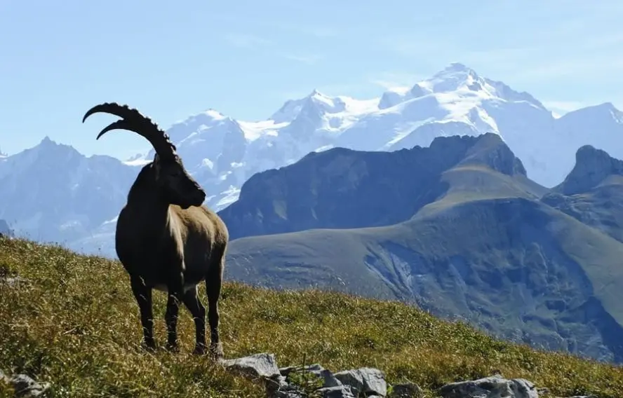 La faune et les beaux paysages variés des Alpes du nord