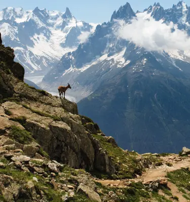 mont-blanc-nature-faune-bouquetin-sommet-glacier