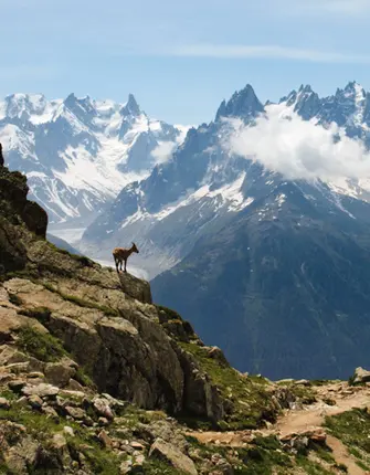 mont-blanc-nature-faune-bouquetin-sommet-glacier