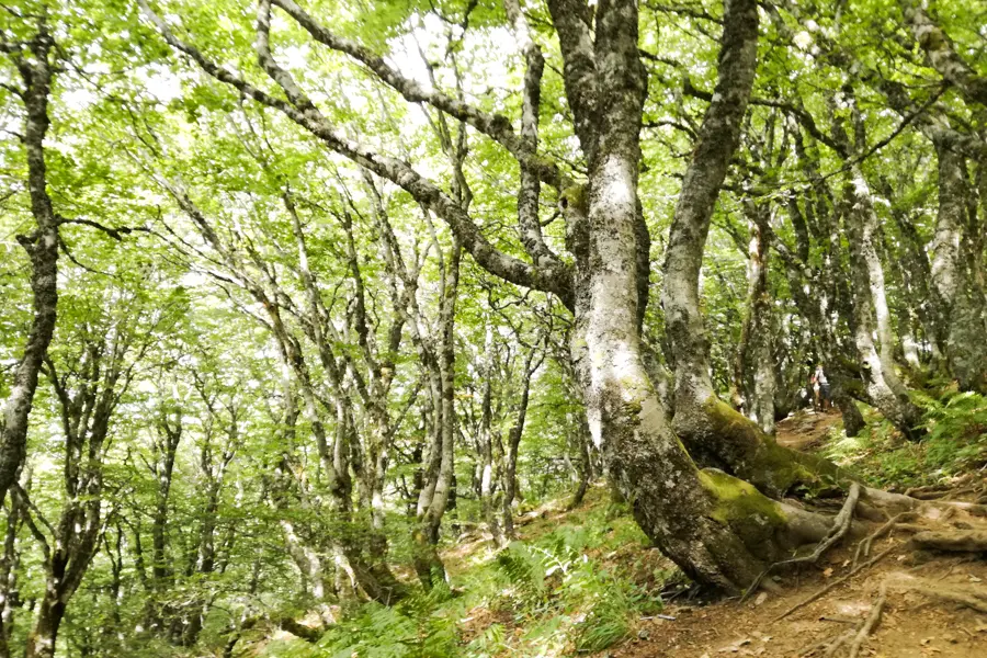 Massif du Sancy en 7 jours
