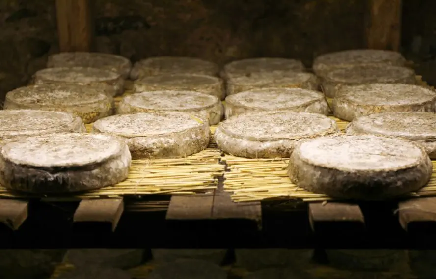 Le Saint-Nectaire, fromage auvergnat typique 