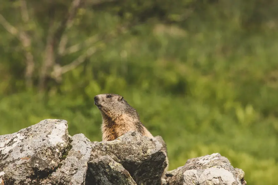 Marmotte dans le Sancy