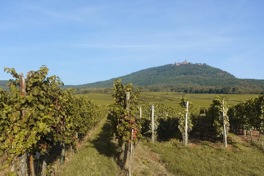 Randonnée dans les vignes alsaciennes
