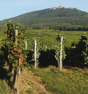 chateau-haut-koenigsbourg