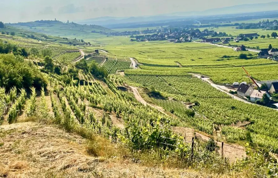 Vue sur le vignoble de Kaysersberg