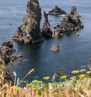 aiguilles-prot-coton