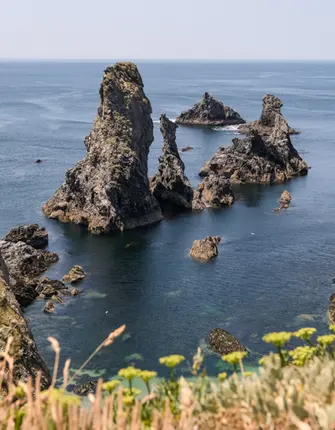 aiguilles-prot-coton