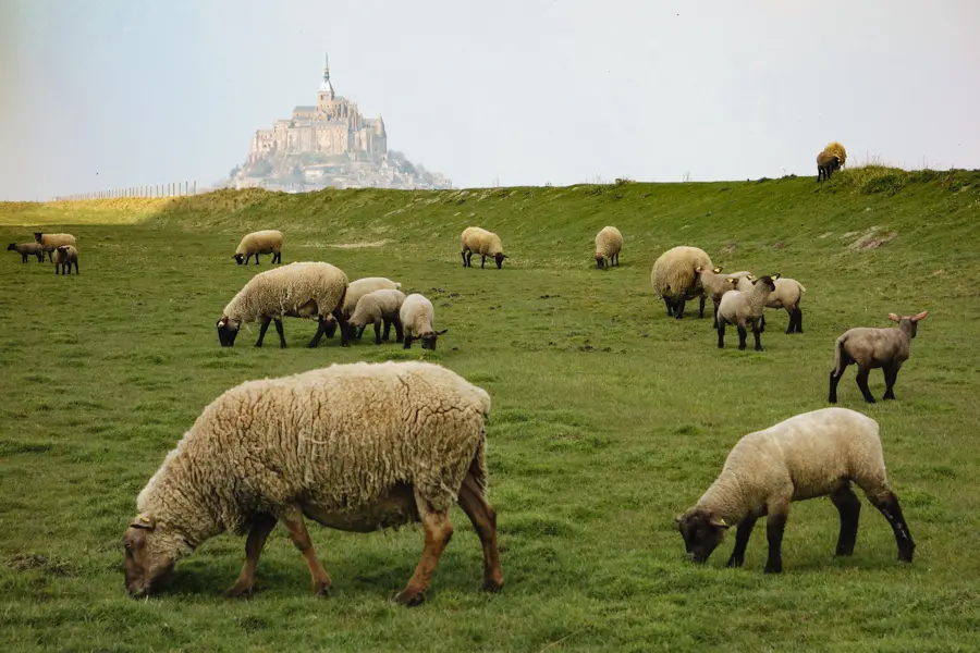 Troupeau devant le Mont Saint-Michel