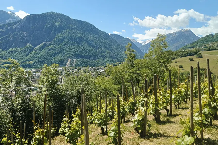 Vignoble de Bonne Nouvelle, Saint Jean de Maurienne.