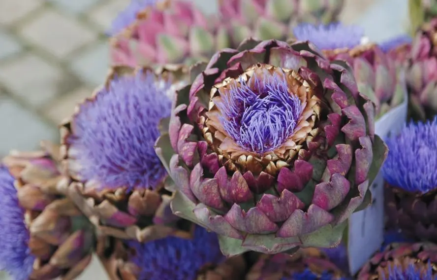 L'artichaut de Bretagne