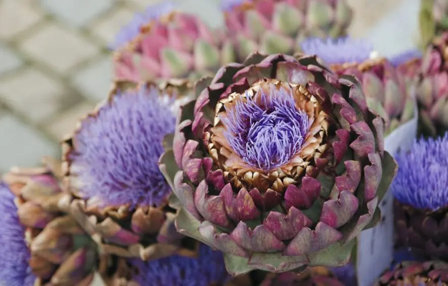 Artichauts en fleurs en Bretagne
