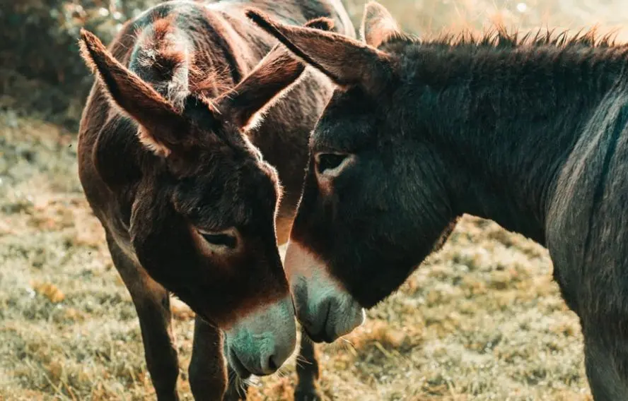 Les ânes merveilleux compagnons d'aventure