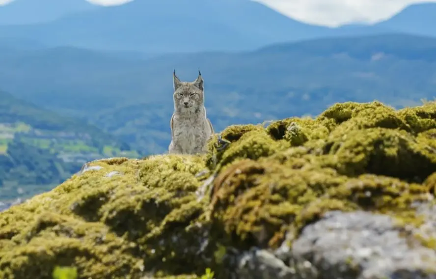 Parc régional du Haut Jura, territoire du Lynx