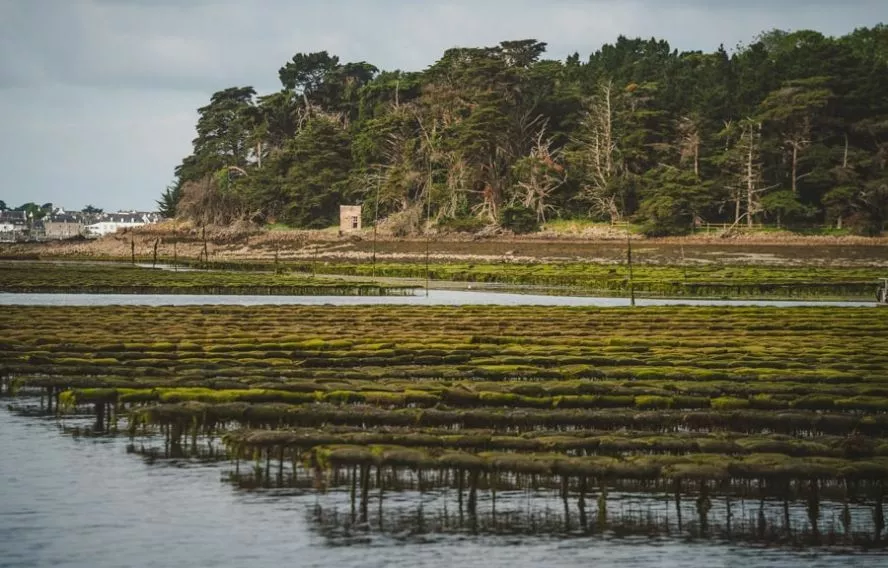 Parc à huîtres, golfe du Morbihan et baie de Quiberon