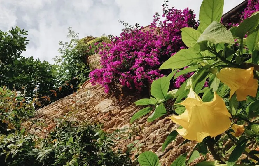 Flore du massif des Maures