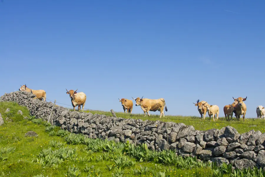 Pâturage dans l'Aubrac