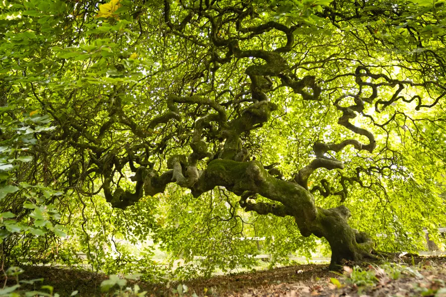 Forêt des faux de Verzy